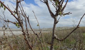 The Burren Photo: EO'D