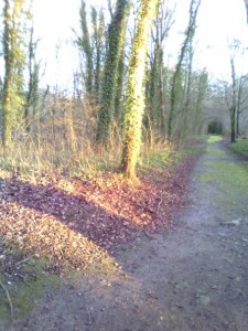 Coole Park, Gort EO'D