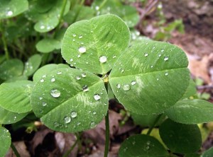 Trifolium  Photo: Supportstorm  Wikimedia Commons 