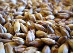 Malted Grain  Photo: Pierre-alain dorange  Wikimedia Commons 