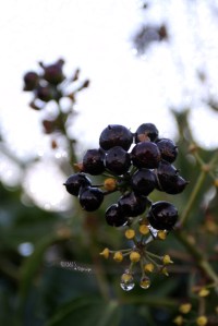 Photo: Norma Scheibe