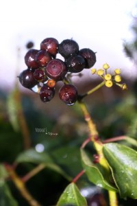 Photo: Norma Scheibe