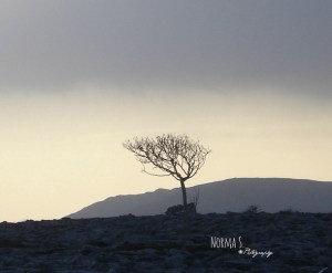 Photo: Norma Scheibe