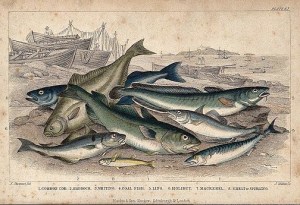Eight different species of fish, including cod, haddock, halibut and mackerel, are lying on a beach. Coloured etching by J. Miller after J. Stewart. Wellcome Images; Creative Commons