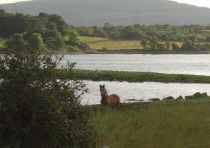 On the lookout Photo: BO'D