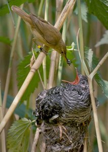 The Cuckoo Photo: Harald Olsen Wikimedia Commons