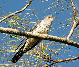 Cuckoo Photo: Aviceda Wikimedia Commons