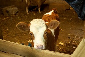 Magnus Manske/russavia Wikimedia Commons