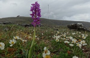 "Sweet and green the grass between" Photo: EO'D 