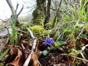 Burren Gentian Photo: EO'D