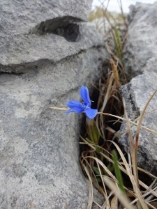 Blue Gentian Photo: EO'D