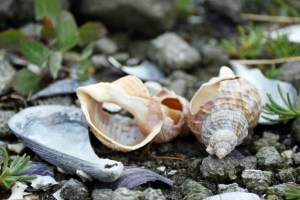 Photo: Norma Scheibe