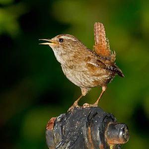 An Dreolín or, the Wren - nom de plume of Francis A Fahy Eurasian-Wren Photo: Andreas Trepte  Wikimedia Commons