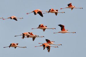 Flamingo flock, Brazil Photo: Cláudio Dias Timm Wikimedia Commons.