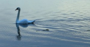 Swan on Kinvara's blue Photo; Norma Scheibe