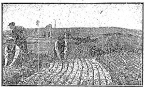 Photo: Irish Independent 2nd October, 1919.