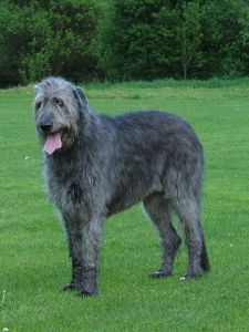 Irish Wolfhound Photo: Dux Wikimedia Commons