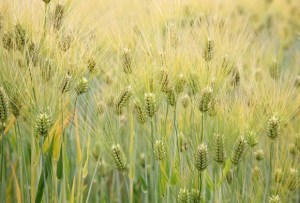 Barley (Hordeum vulgare)  Photo: Cliff  Wikimedia Commons 