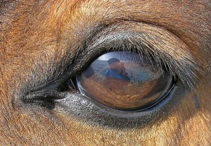 Pferdeauge  Photo: Waugsberg  Wikimedia Commons 