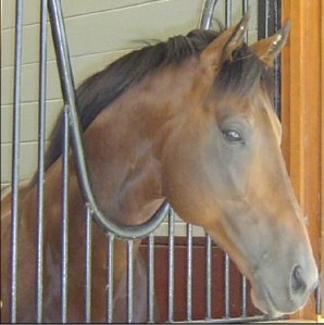  "Rock of Gibraltar" Photo: Avocado kebab Wikimedia Commons