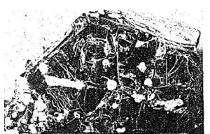 Fragment from G.P.O. Image: Connacht Tribune