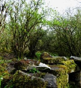 Like a bird on the bough of the brown hazel swinging. Photo: EO'D