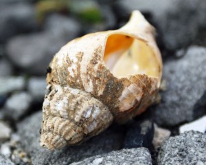 Photo: Norma Scheibe