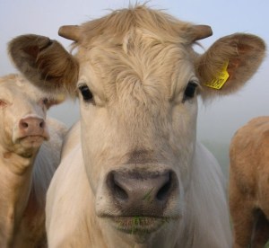 Photo: Pikaluk Wikimedia Commons