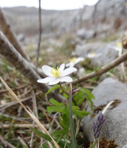 Burren flower Photo: EO'D