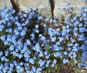 Forget-me-not Wikimedia Commons