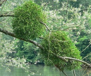 Mistletoe Photo: David Monniaux Wikimedia Commons