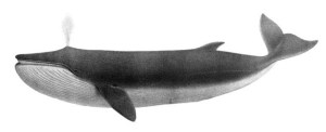 "The Finback" (Balaenoptera  physalus) from Charles Melville Scammon's Marine mammals of the western coast of North America (1874)