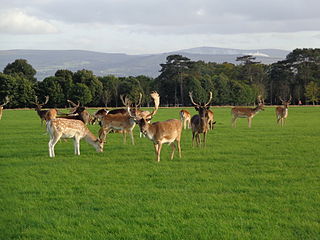 320px-Phoenix_Park_Dublin_07