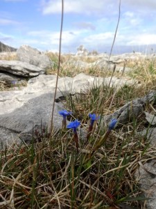 Burren