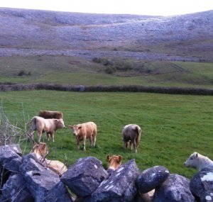 Burren cows Photo: EO'D