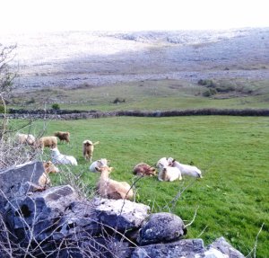 Burren beauties Photo: EO'D