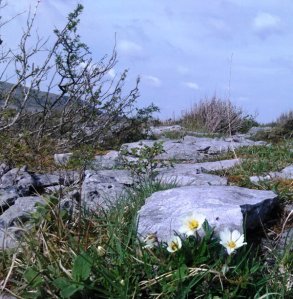 burren2