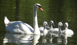 Mute Swans Photo: Trachemys Wikimedia Commons