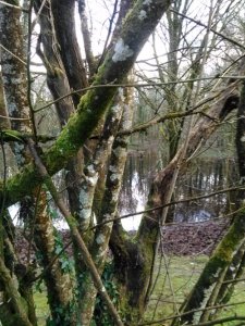 Coole Park Photo: EO'D