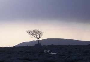 Photo: Norma Scheibe